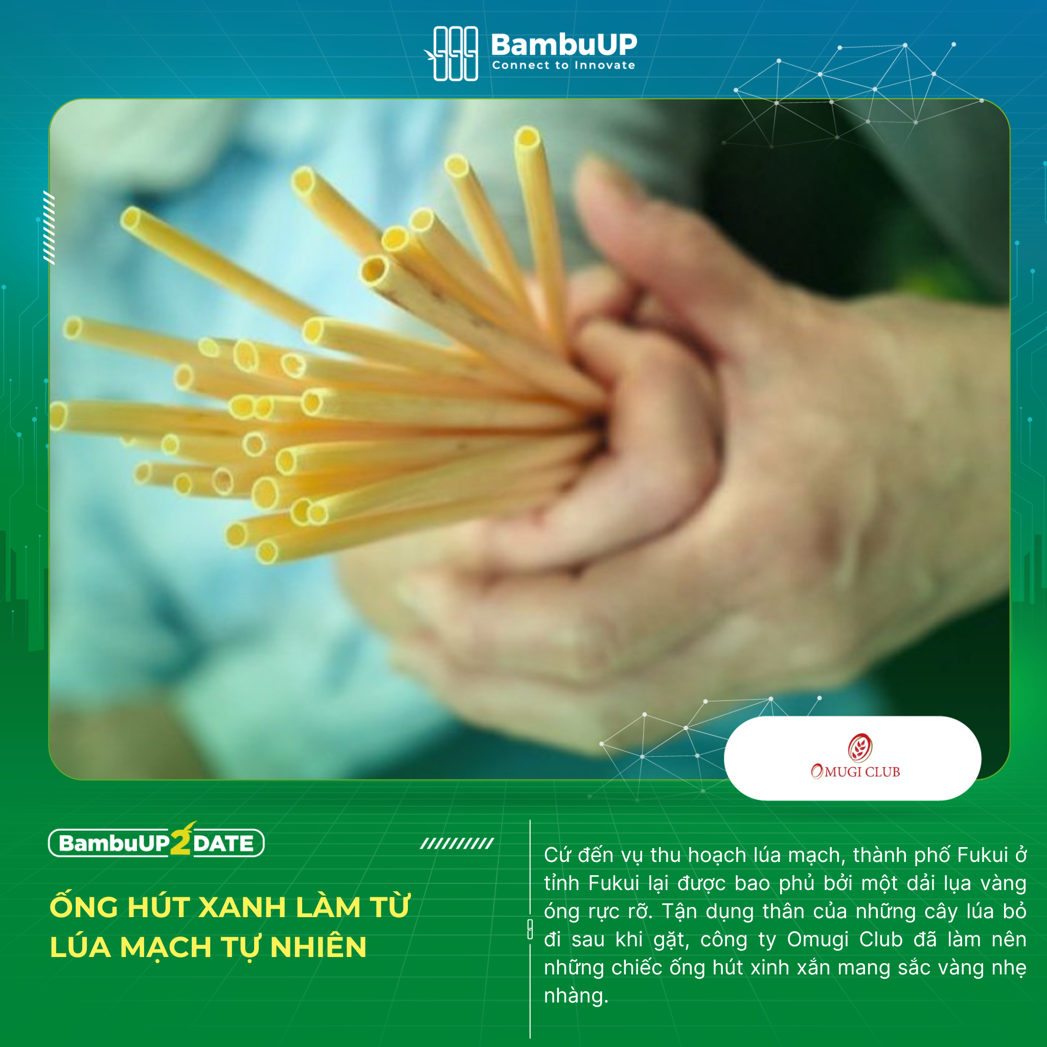 Ống hút xanh làm từ lúa mạch tự nhiên