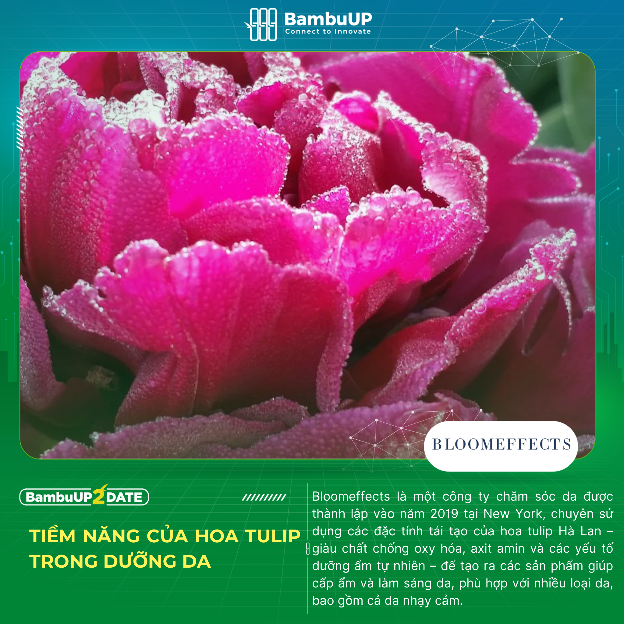 Bloomeffects: Chăm sóc da bằng Tulip Hà Lan